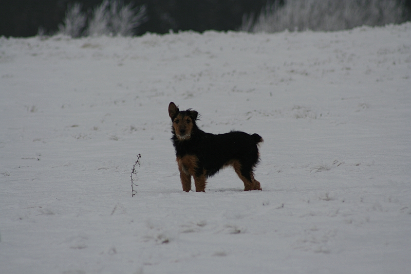 Bieszczady 12.2007 029
